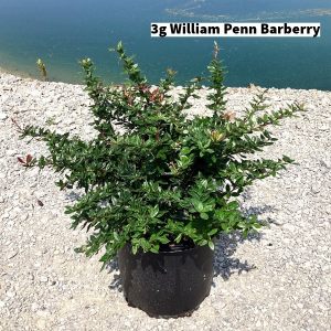 September 2024 3g William Penn Barberry Single for Website